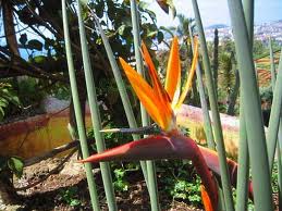 مرغ بهشتی,Crane Flower,Narrow-leaved Bird of Paradise
